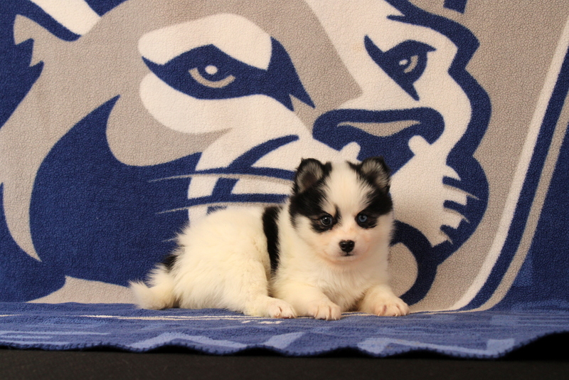 puppy, for, sale, Pomsky, Matthew B. Stoltzfus, dog, breeder, Gap, PA, dog-breeder, puppy-for-sale, forsale, nearby, find, puppyfind, locator, puppylocator, aca